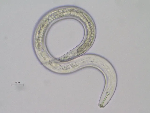 Les nématodes, ces vers qui ont colonisé le monde