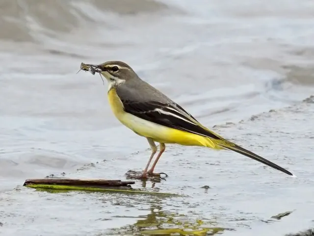 Découverte des oiseaux du lac de Créteil