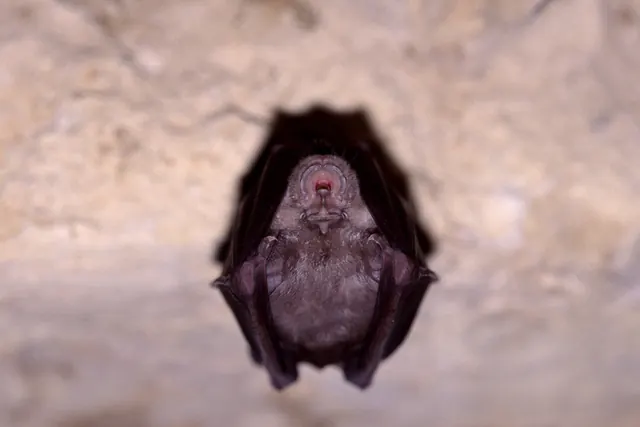 Le monde mystérieux des chauves-souris