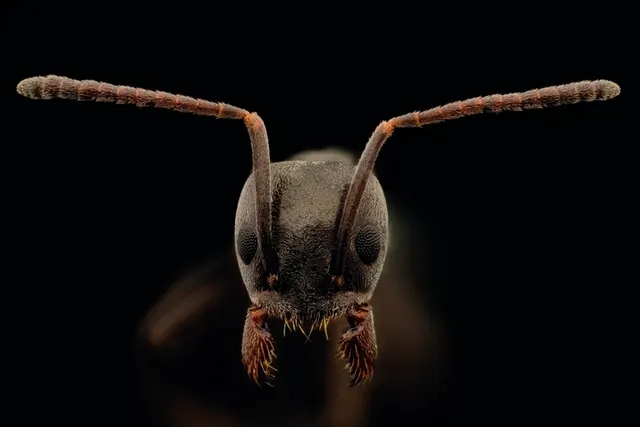 Les fourmis invasives : quelles menaces ?