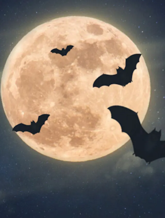 Nuit de la Chauve-souris au Château de Crévecoeur-en-Auge