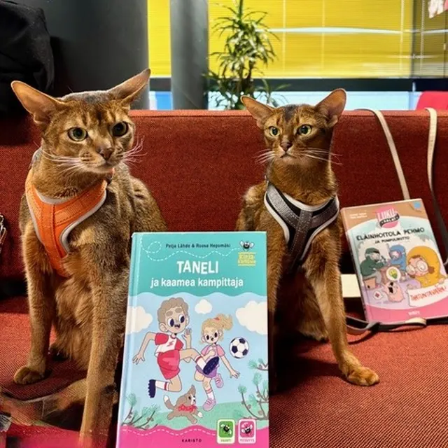 Reading cats Marvin and Lenni available for a meeting