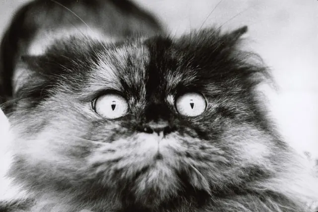 Modèle Animal. 200 ans de photographie