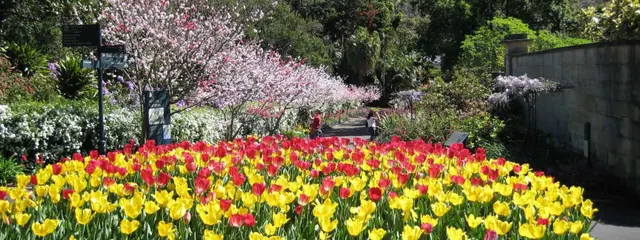 Private buggy tour of the Royal Botanic Garden Sydney