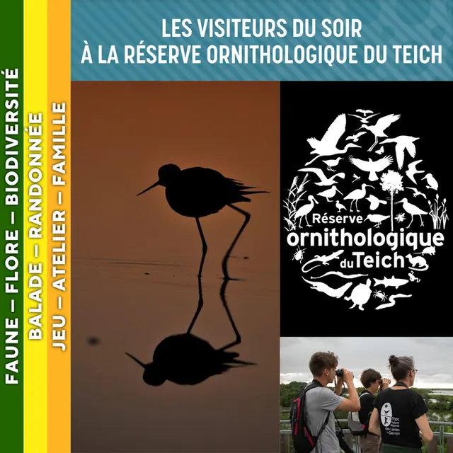 LANDES DE GASCOGNE - Les visiteurs du soir à la réserve ornithologique du Teich