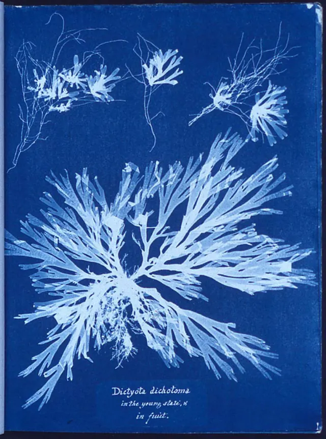 Le monde en bleu: atelier de cyanotypie avec Sandrine Rummelhardt