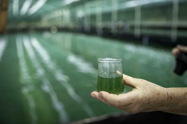 Visite de l'exploitation Ferme de l'Or Vert (production de spiruline)