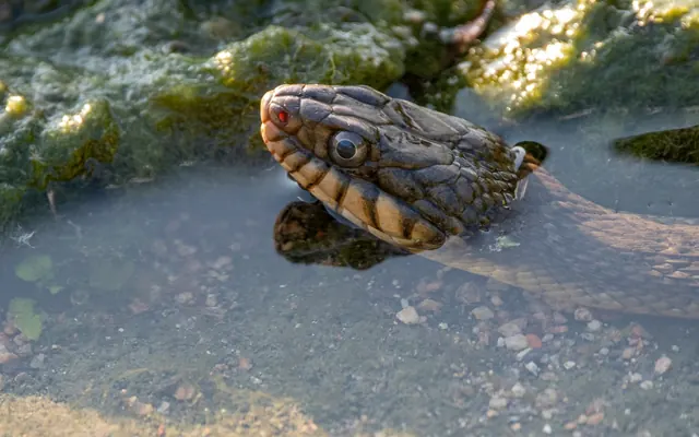 Automne de la science : Quand les serpents nous inspirent