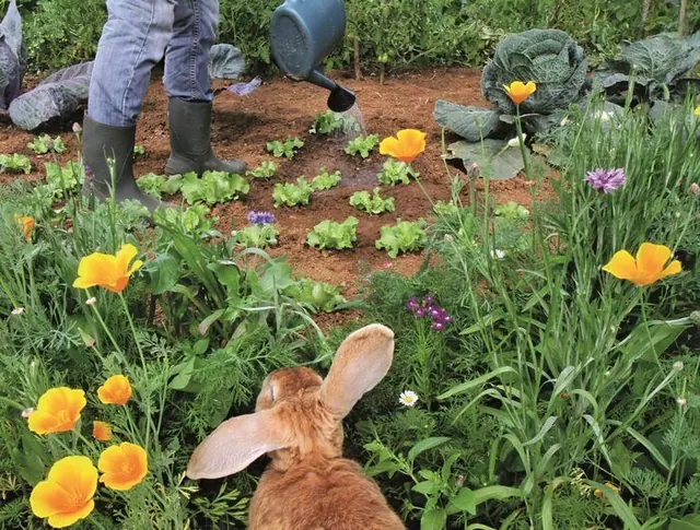 Mon jardin aux beaux jours - Photographies de Nicolette Humbert