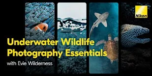 Underwater Wildlife Photography Essentials with Evie Wilderness | Online