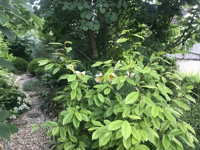 Visite guidée des jardins de l'Alisier Blanc et exposition de céramiques