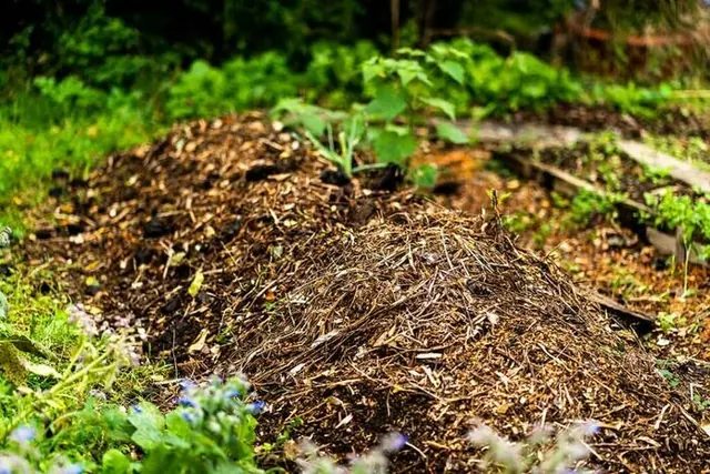 Jardinons ! Valoriser les déchets du jardin grâce à la technique des lasagnes