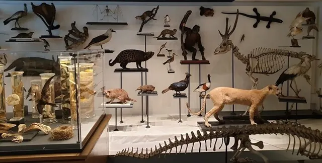 À la découverte d'un patrimoine pédagogique d'exception : la collection de zoologie de Sorbonne Université