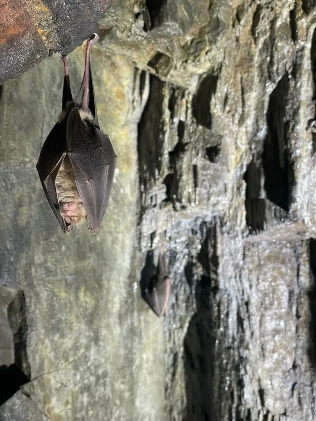 La nuit de la chauve-souris