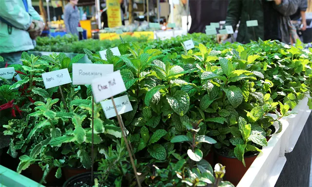 Northey Street Organic Farmers Market