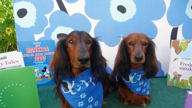 Meet the reading dogs Nekku and Pätkis