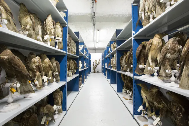 Visite guidée : rencontre avec une restauratrice de taxidermies