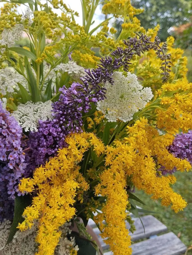 PLANTES ET COULEURS