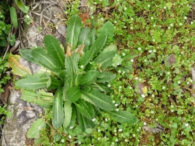 Visite : les plantes dauvages de ma rue