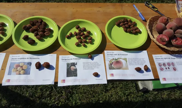 Atelier de greffage et dégustation de pêches de vigne et autres raretés de la saison