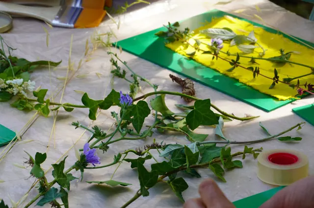 Atelier cyanotype & anthotype