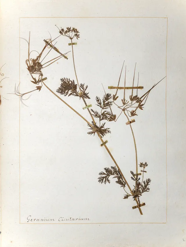 Unlike Flowers