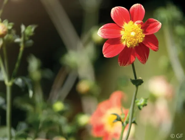 Visite du jardin des dahlias