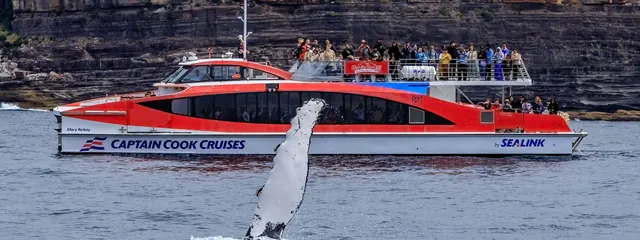 Whale watching cruises