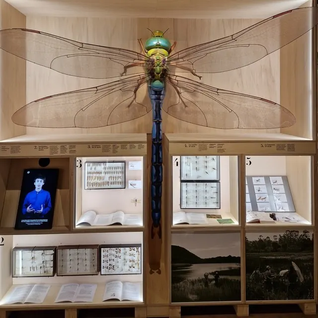 Libellules et autres insectes